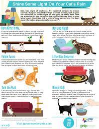Shine Some Light On Your Cat S Pain Ask Dr Anna Guthrie Pet Hospital