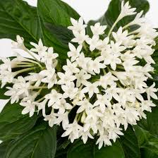 Image result for Pentas schumanniana