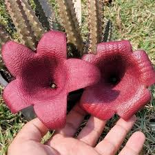 Image result for Tavaresia