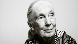 Jane Goodall: 'I'm not going to give in. I'll die fighting, that's for  sure'