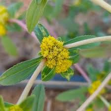 Image result for Flaveria trinervia