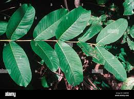 Image result for Terminalia superba