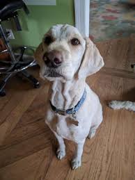 All petz grooming has been servicing downriver michigan for 25 years. All Pets Grooming 215 E Main St Manchester Mi Pet Grooming Mapquest