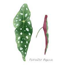 Polkadot Begonia Leaf Isolated On White Background Premium Image By Rawpixel Com Busbus Begonia Maculata Begonia Leaf Illustration