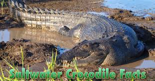 Pigs To The Rescue: An Invasive Species Helped Save Australia'S Crocodiles  - The New York Times