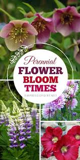 When gardening with perennials, the key is to make sure your flower garden includes plants that bloom during each of the different flowering periods, from late spring through early fall. Perennial Flower Bloom Times For Every Season Empress Of Dirt Flowers Perennials Beautiful Flowers Garden Perennials