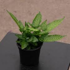 Image result for Coniogramme