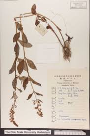 Image result for Lysimachia tenuicaulis