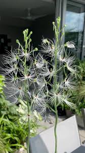 Image result for Habenaria mosambicensis