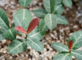 Image result for Garcinia livingstonei