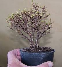The root work, wiring, and selective pruning is started early and maintained throughout development. Hokkaido Elm