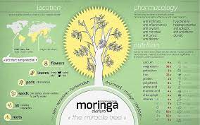 Nutritional Benefits Of Malunggay Moringa Oleifera Tea Benefits Moringa Benefits Moringa Oleifera Moringa