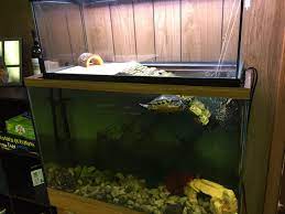 Pin On Turtles