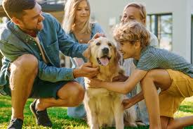 Vacinação de cães em mutirão