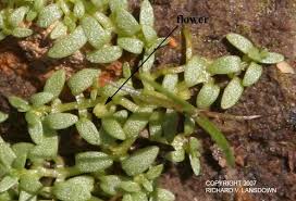 Image result for Callitriche