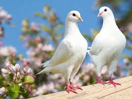 465 imágenes gratis de paloma blanca. Las Palomas Blancas Mas Bonitas Comentarios 2021
