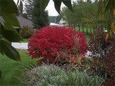 The answer as to whether or not you should prune your burning bush depends entirely on your individual situation. Pin On How Does Your Garden Grow