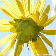 Cup plant is a native perennial to ontario. Cup Plant Silphium Perfoliatum L