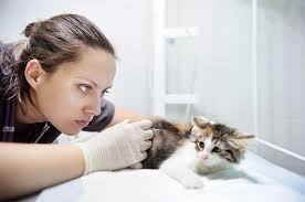 Because your cat is much smaller than you, venom from a spider bite can do more damage to them than it could to you. 4 Home Remedies For A Spider Bite On Your Cat Excitedcats