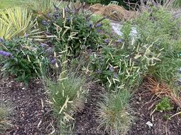 Image result for Laggera gracilis