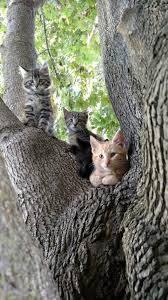 Https Www Facebook Com Dougmarkproductions Pretty Cats Cute Cats Cats