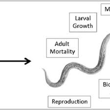 Pdf The C Elegans Model In Toxicity Testing The C Elegans Model In Toxicity Testing