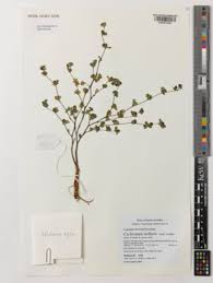 Image result for Cyclocarpa