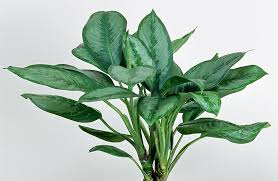 Homelook.it è una grande piattaforma per l'edera è sicuramente la pianta pendente più conosciuta di tutte. Piante Da Appartamento Poca Luce Aglaonema