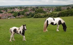 Gypsy gold horse farm was the first place in the united states to breed gypsy vanner horses, which were imported from great britain in the we were immediately captivated by their beauty, strength and unique features. Gypsy Horses