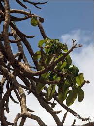 Image result for Adansonia digitata