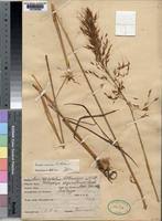 Image result for Loudetia arundinacea