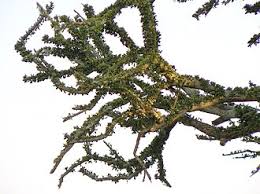 Image result for Boscia filipes