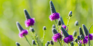 If you're not sure of the flower's name, but you know it's colour and some other distinguishing feature, like the number of petals, then Wildflower List Bloom Times For Herbert Hoover National Historic Site U S National Park Service