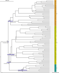 Image result for Euphorbia distinctissima