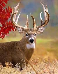 Whitetail Deer 3d Lenticular Art Print Wild Wings Whitetail Deer Hunting Whitetail Deer Big Deer