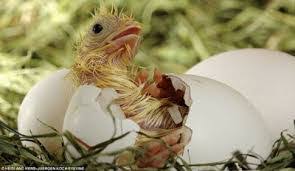 Check spelling or type a new query. Cara Alami Agar Telur Cepat Menetas Idnfarmers