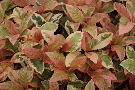 Image result for Ardisia