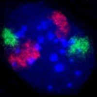 We did not find results for: Cell Nucleus Wikipedia