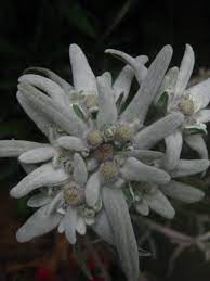 Edelweiss In Zermatt Edelweiss Flower Rare Flowers Flower Symbol
