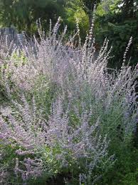 Image result for Perovskia atriplicifolia lacey blue lisslitt photo