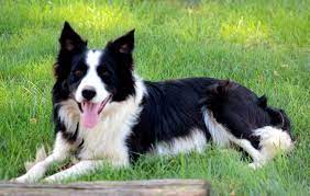 Border Collie Puppies For Sale Puppy Adoption Keystone Puppies Collie Puppies For Sale Collie Puppies Border Collie Puppies