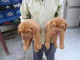 The bull mastiff is a breed that originated in england in the mid 1800's. French Bull Mastiff Puppies For Sale Petsidi