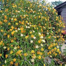 We did not find results for: Gardenia Carinata Pokok Florana Nursery And Landscape Facebook