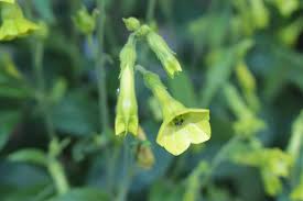A relative of true tobacco, flowering tobacco plants are grown for their blooms, which come in a variety of colors, shapes, and sizes. Flowering Tobacco Makes A Versatile Ornamental Outdoor Plant
