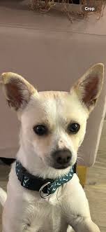 Stuck at a set of lights with this handsome fella next to me