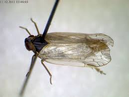 Image result for Commicarpus pentandrus