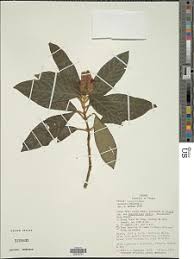 Image result for Justicia protracta