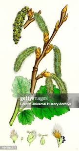 Image result for Heterotis canescens