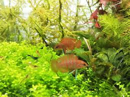 トップページ ＞ 生体図鑑 ＞ 熱帯魚図鑑 ＞ 汽水魚図鑑 ＞ スカーレット・ジェム スカーレット・ジェム 名前がお上品でございます。 見た目も非常に美しい品種です。 小さな体に大きな勇気？エサは冷凍赤虫など。 慣らせば人工 ã‚¹ã‚«ãƒ¼ãƒ¬ãƒƒãƒˆã‚¸ã‚§ãƒ ãŒã‹ã‚ã„ã„ã§ã™ ç‹­ãã¦ã‚‚æ¥½ã—ãã‚¬ãƒ¼ãƒ‡ãƒ‹ãƒ³ã‚° ã‚¢ã‚¯ã‚¢ãƒªã‚¦ãƒ 
