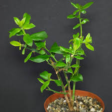 Image result for Pereskia